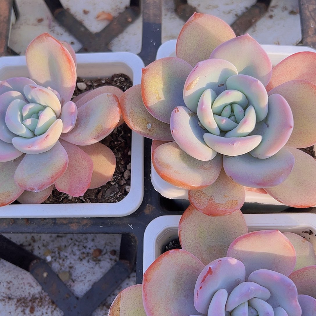 大单头奶茶19包邮多肉