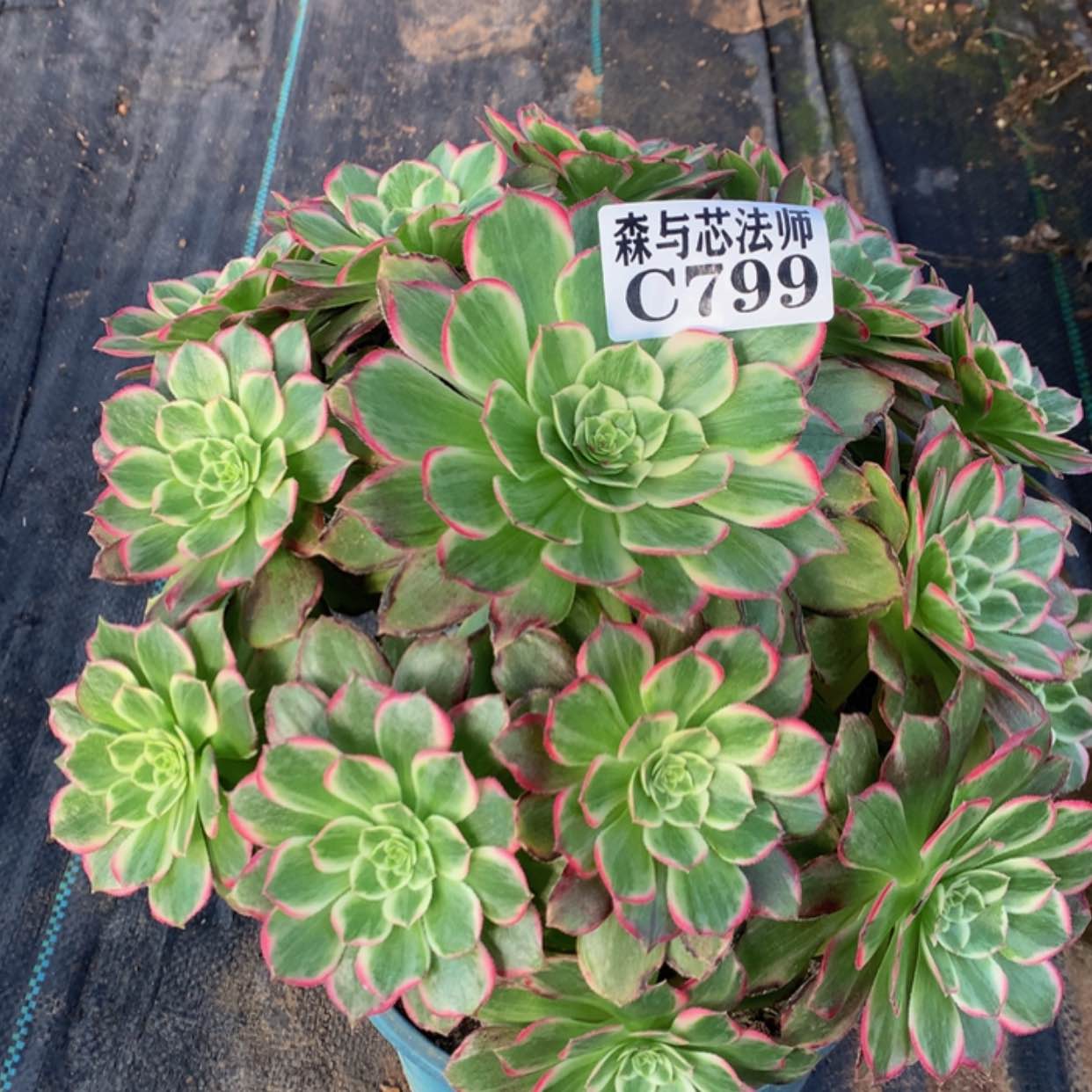 【闪购商品】799万花筒