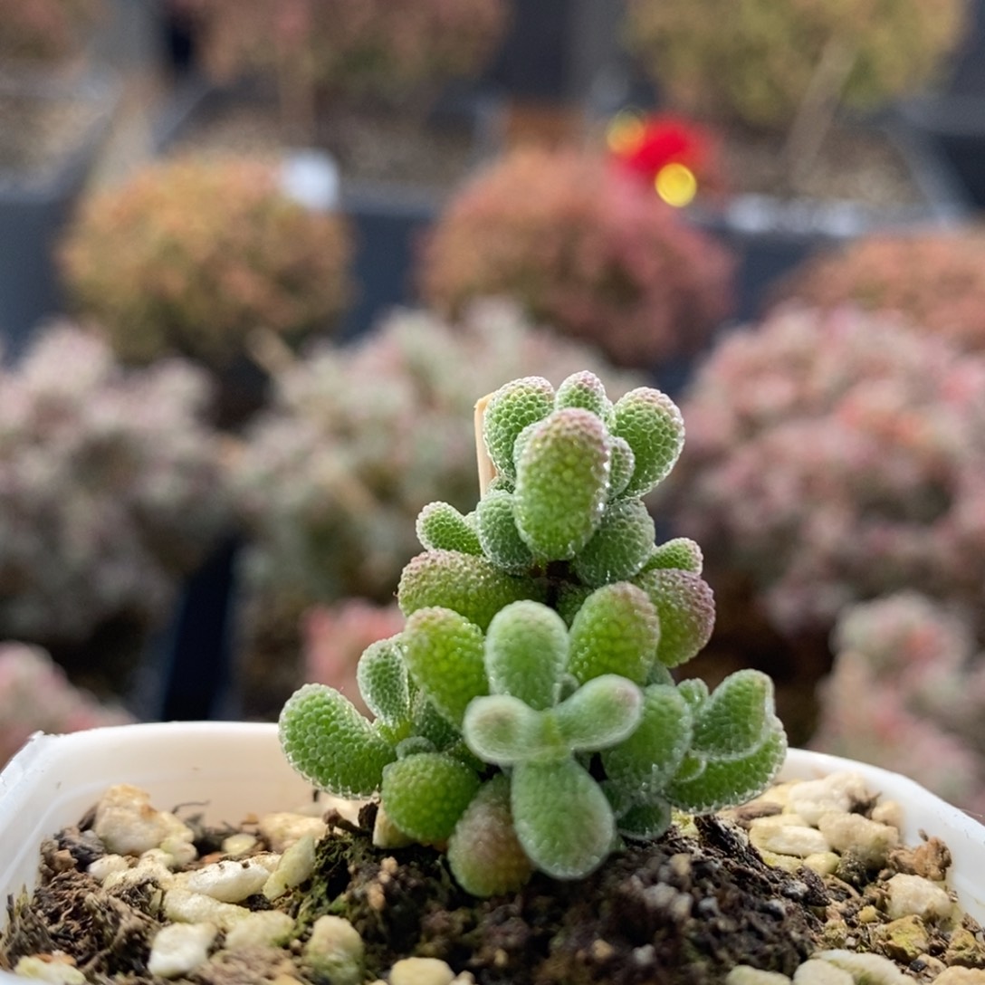 翡翠7180枝干番杏