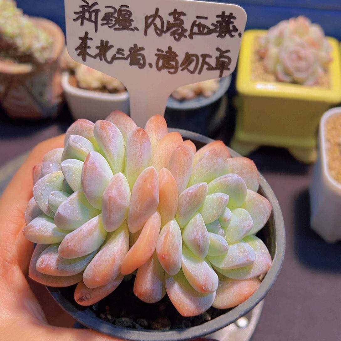 奶油冰玉，裸根发货，
