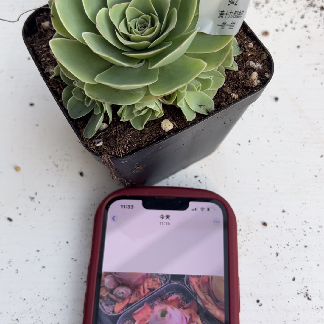 942 山地玫瑰基地带盆土