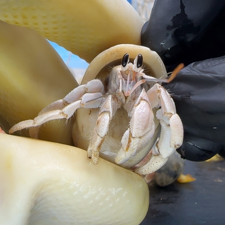 A92马岛灰白1.5cm口径