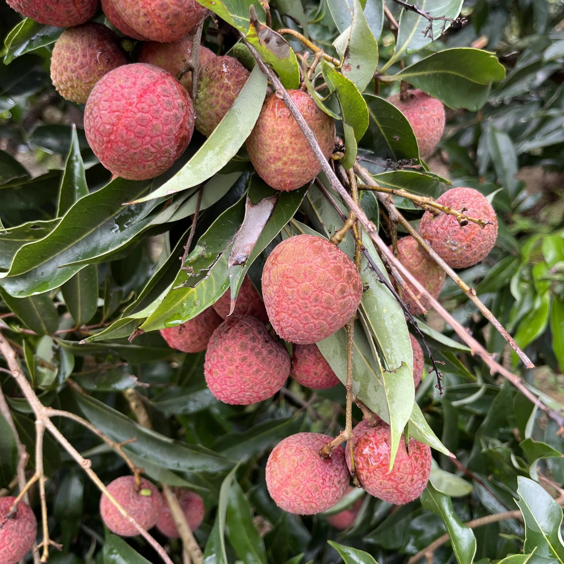 当季新鲜状元红荔枝果园直发鲜甜多汁冷链配送