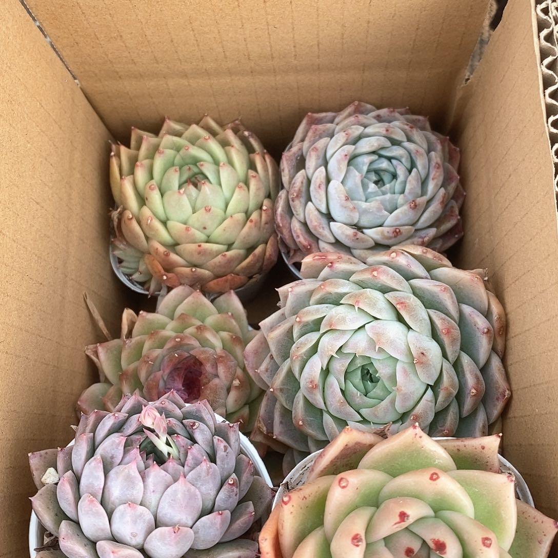 满盆6个 9.9包邮5179