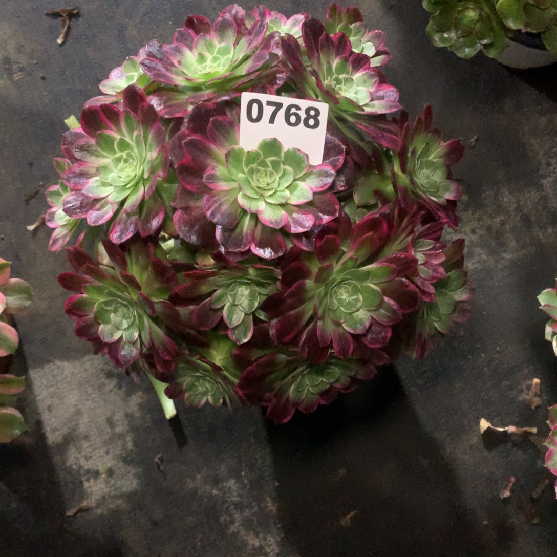 水晶莲花768法师多肉无售后植物350000