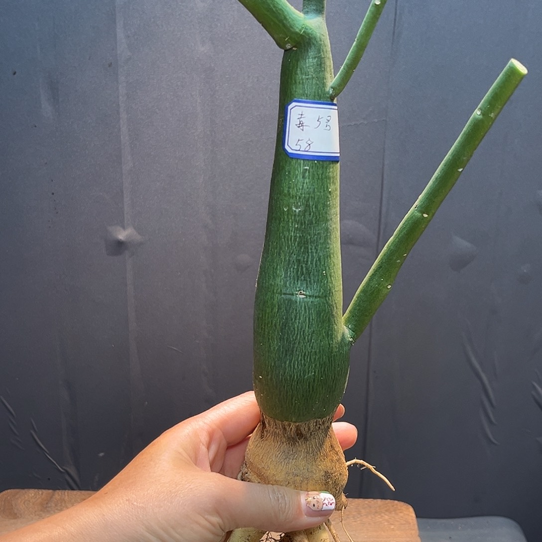 5号毒腺曼Zzzzzzzzzzzz