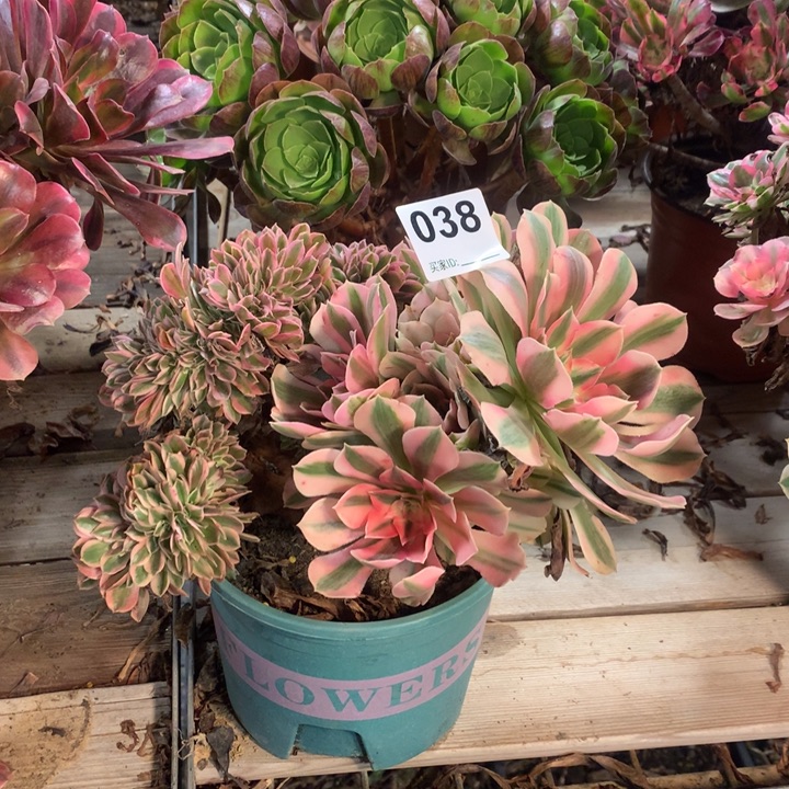 038粉女巫缀多肉法师