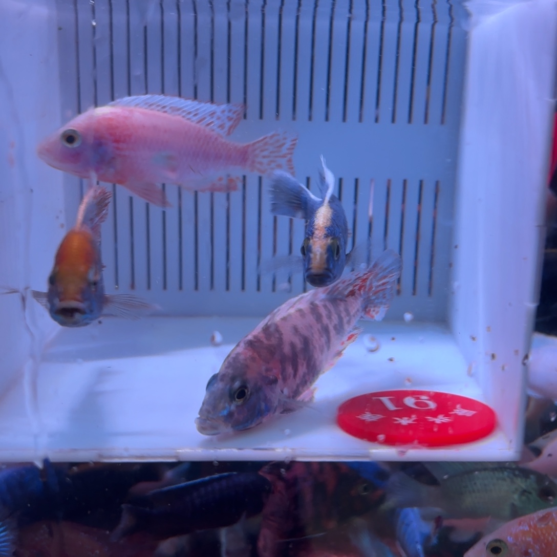 b***彪慈鲷鱼直播91号4条