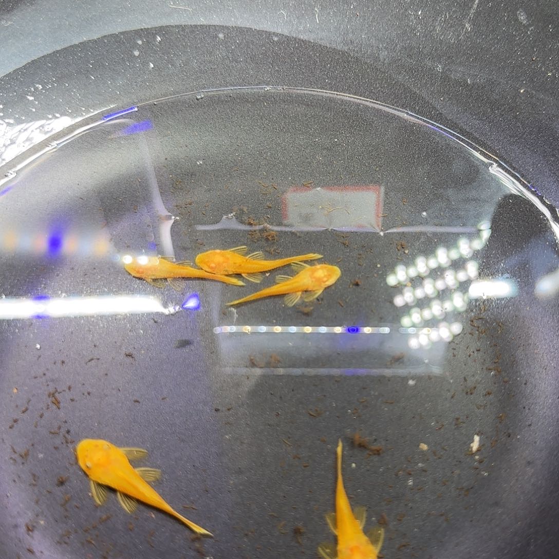 孔雀鱼黄金胡子六条！！！