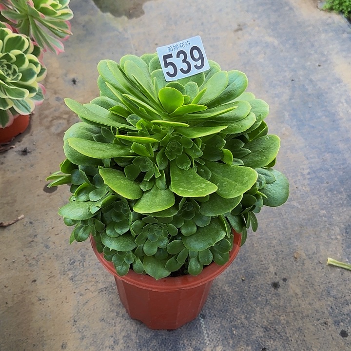 00000000000000000539绿玫瑰