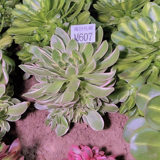 607绿玫瑰多肉植物