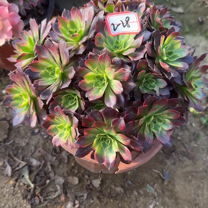 2-28安娜多肉不包售后