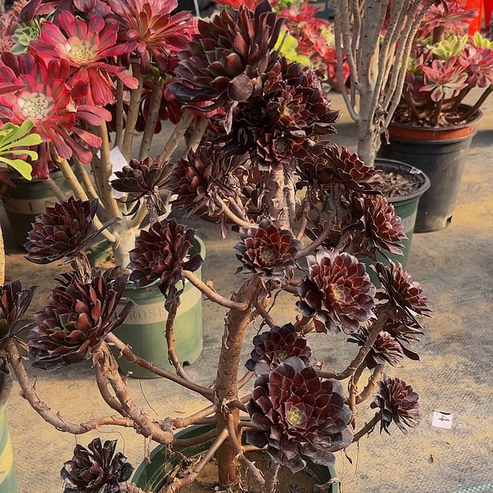 妖黑同一物一图7一图