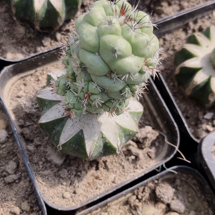 帝王丸草球苗接仙人球