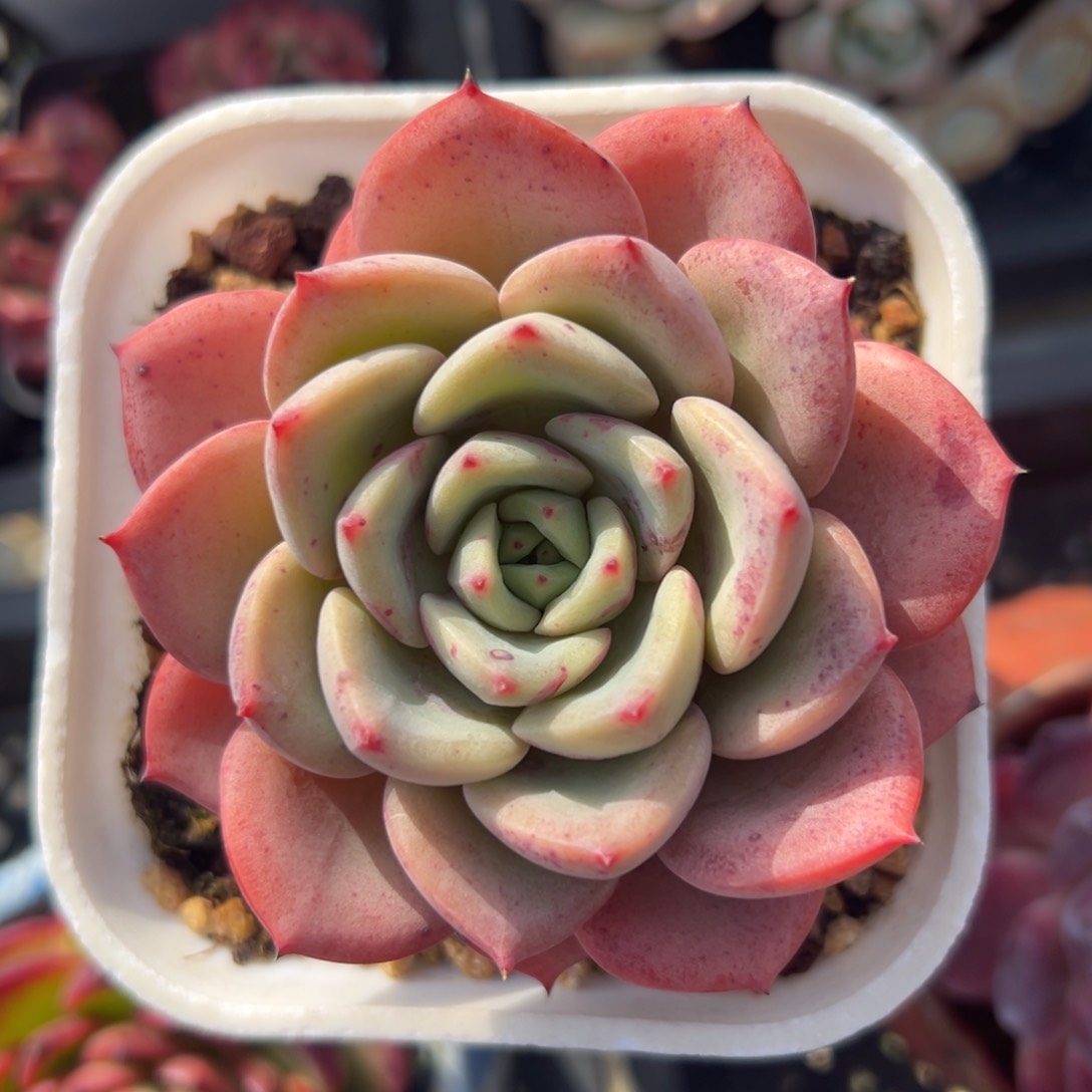 三文鱼精控多肉一物一拍