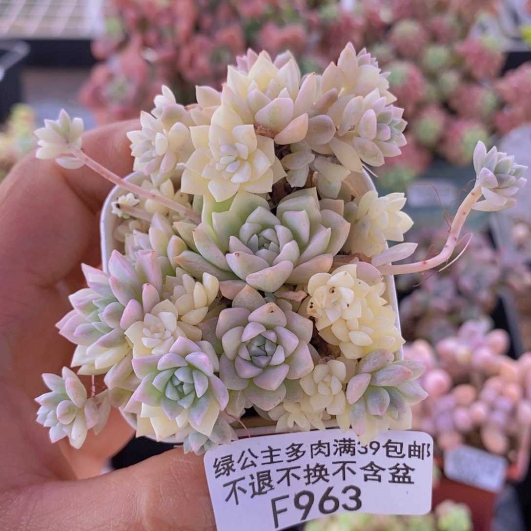 帕米尔锦6cm963多肉植物