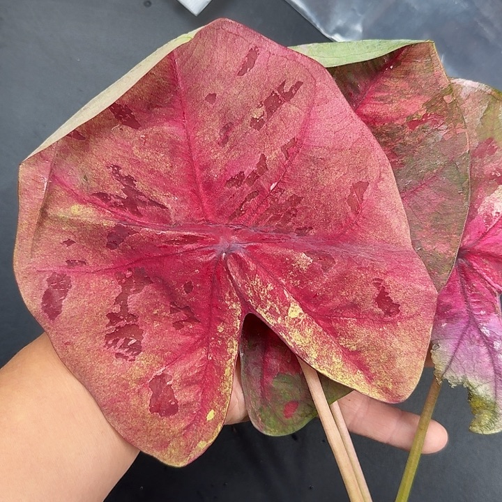 完全开放个体Q045