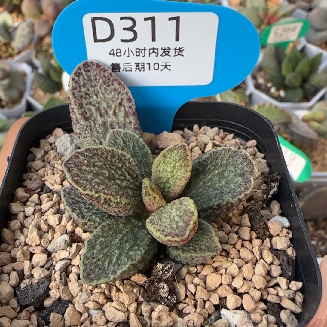 神兽之一朱雀。    311。   