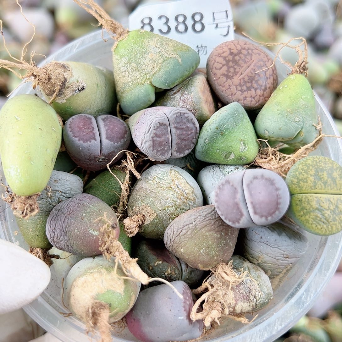 8388四年生石花母本混合50个有瑕疵如图特价处理