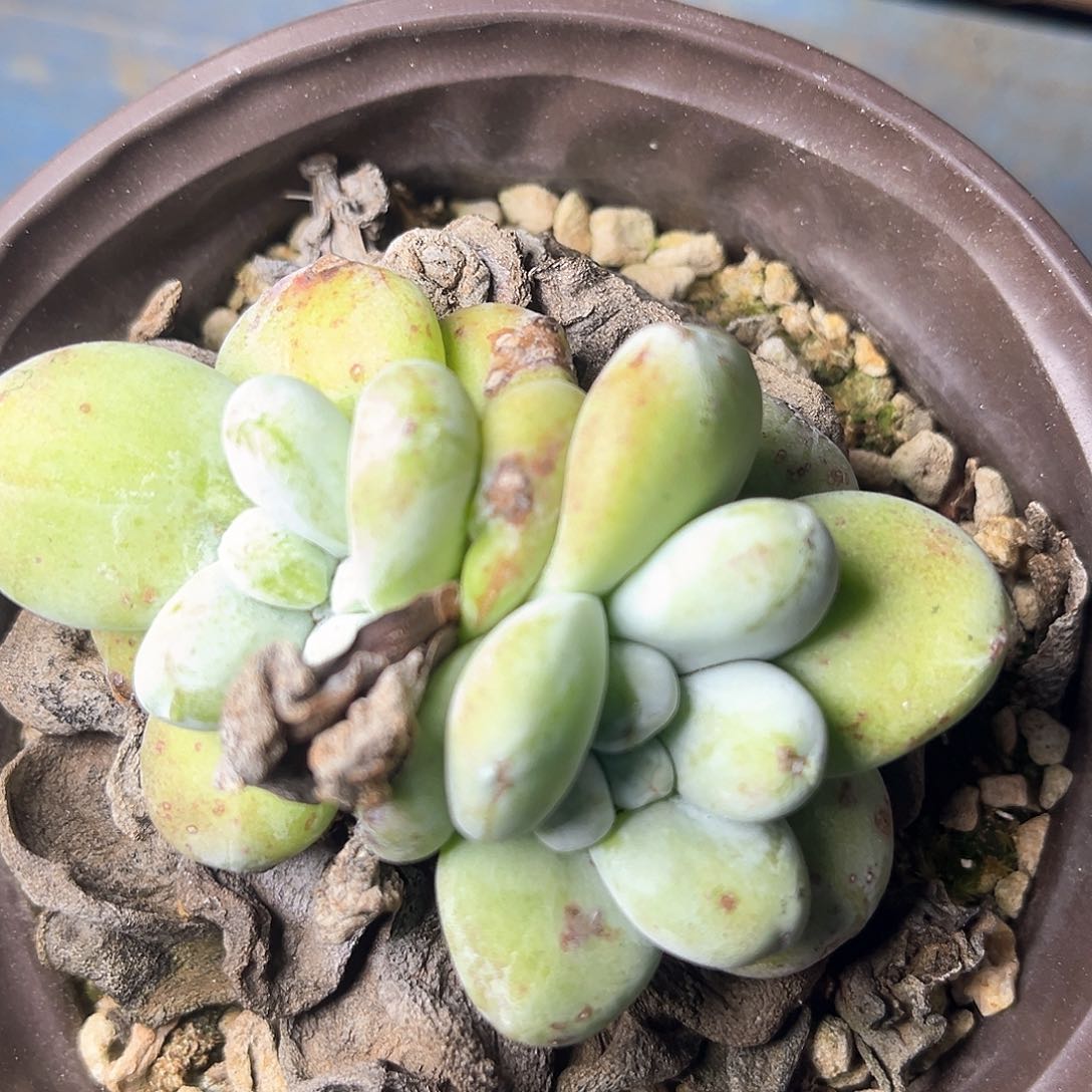 花朵精控拇指带盆