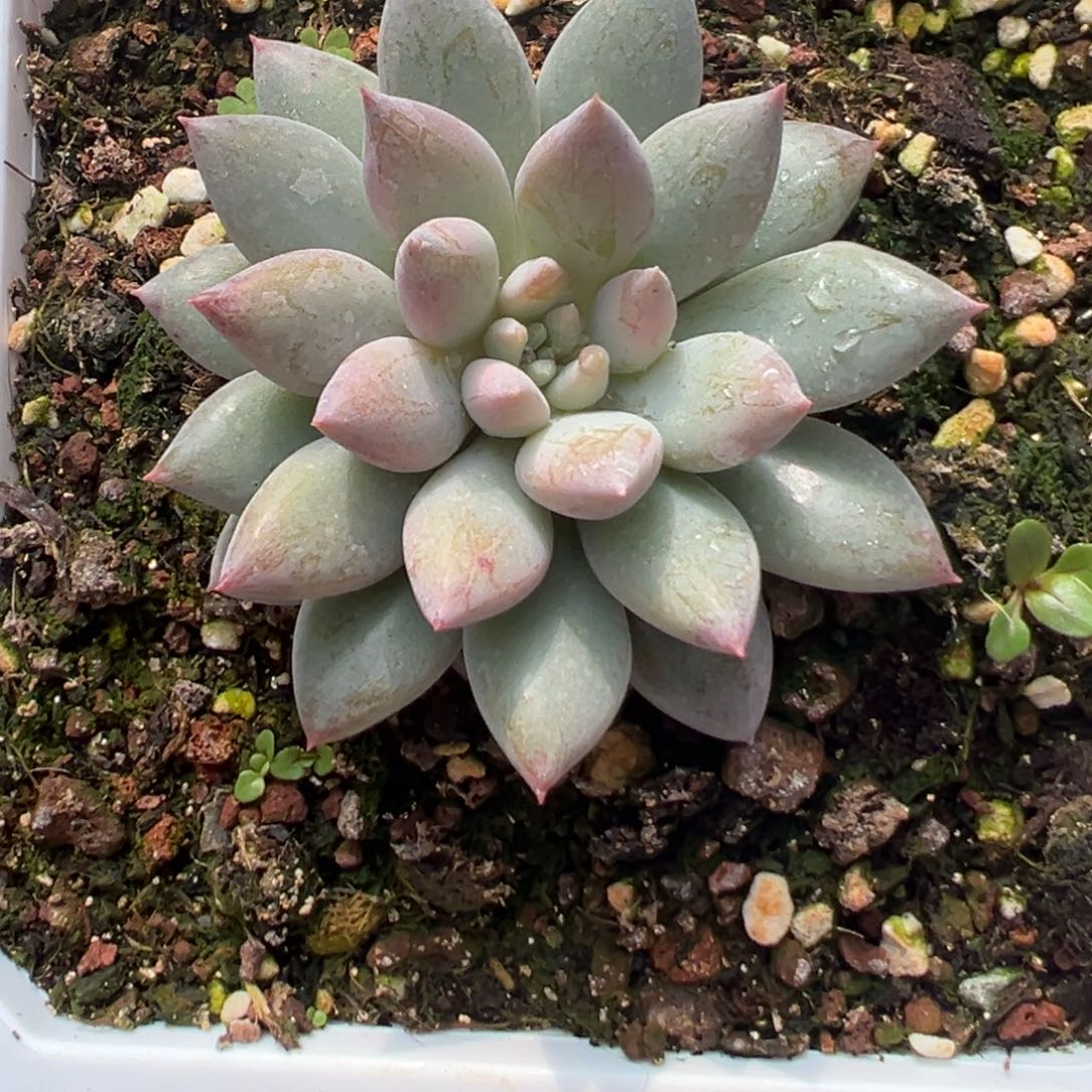 纯***纯111111111111111111111111