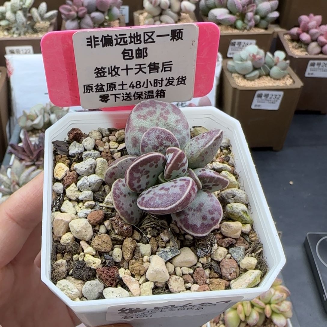 407艾薇蛋多肉植物