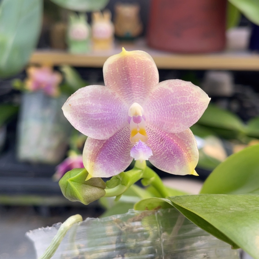 完全开放漏1111111111