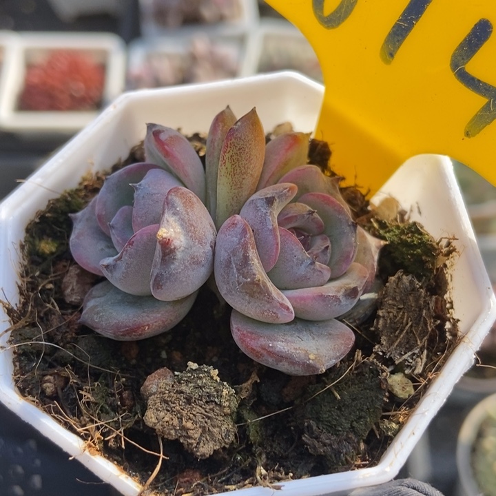 614黑橙多肉植物保护
