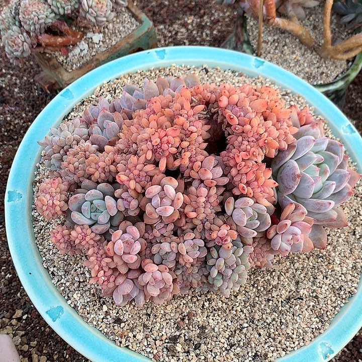 雪天使朵朵缀一体无砍