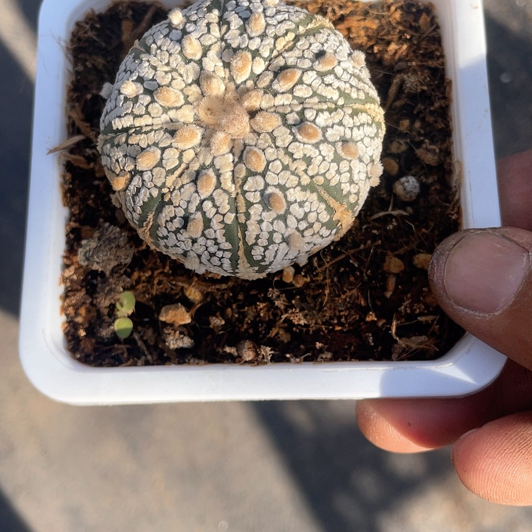 资***）优惠优惠芝麻兜仙人球