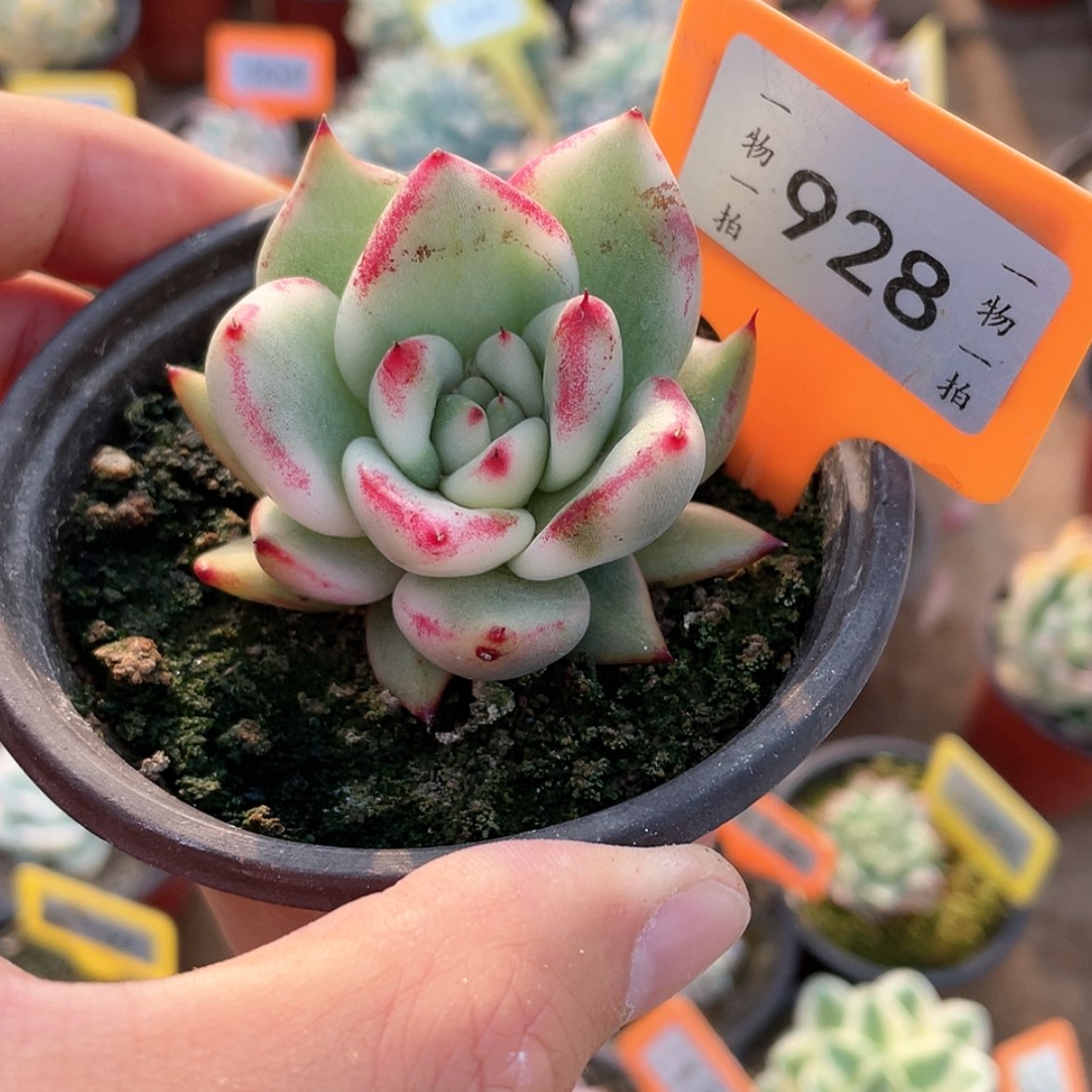 【闪购商品】928号