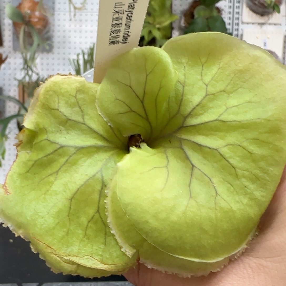 山采亚猴鹿角蕨孢子苗