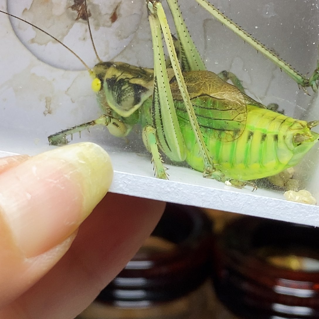 黄金甲玉眼蝈蝈哈哈哈哈哈哈哈