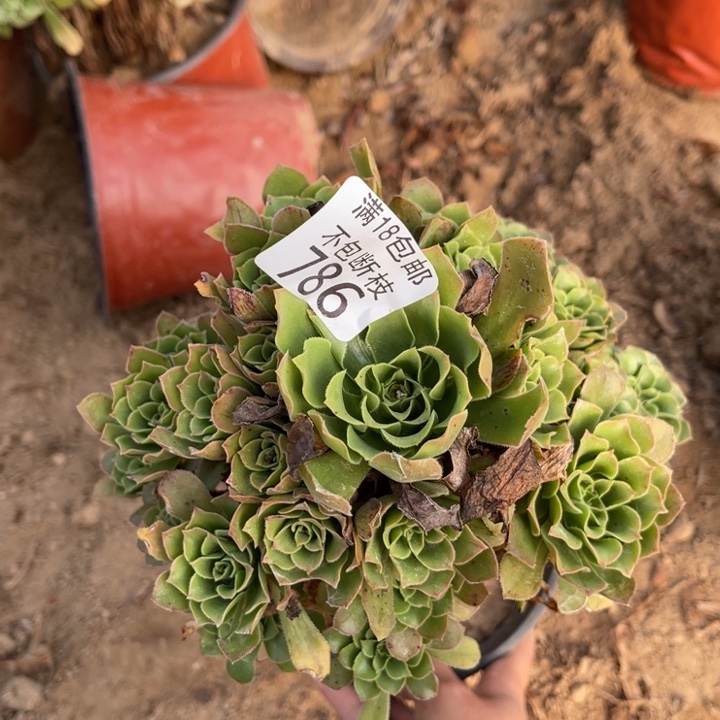 786绿玫瑰手捧3号