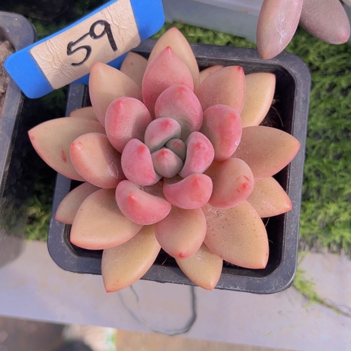 健健康康平平安安