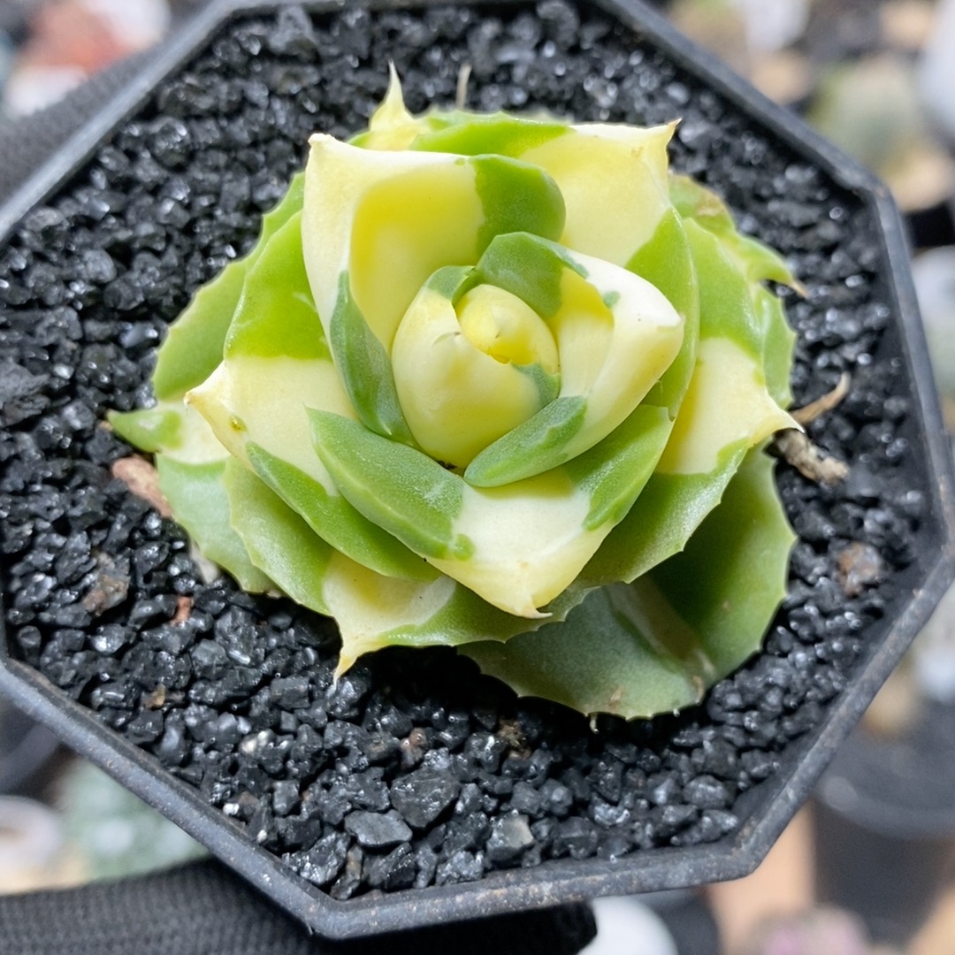 471号黄中斑龙舌兰4.5cm