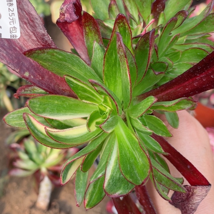 265魅影七彩嫁接多肉