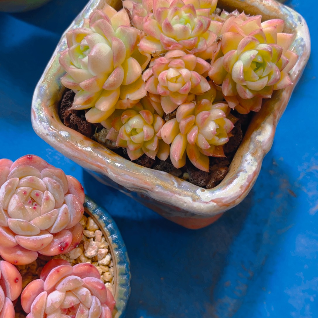 ˖***এ多肉植物保护研究所所长