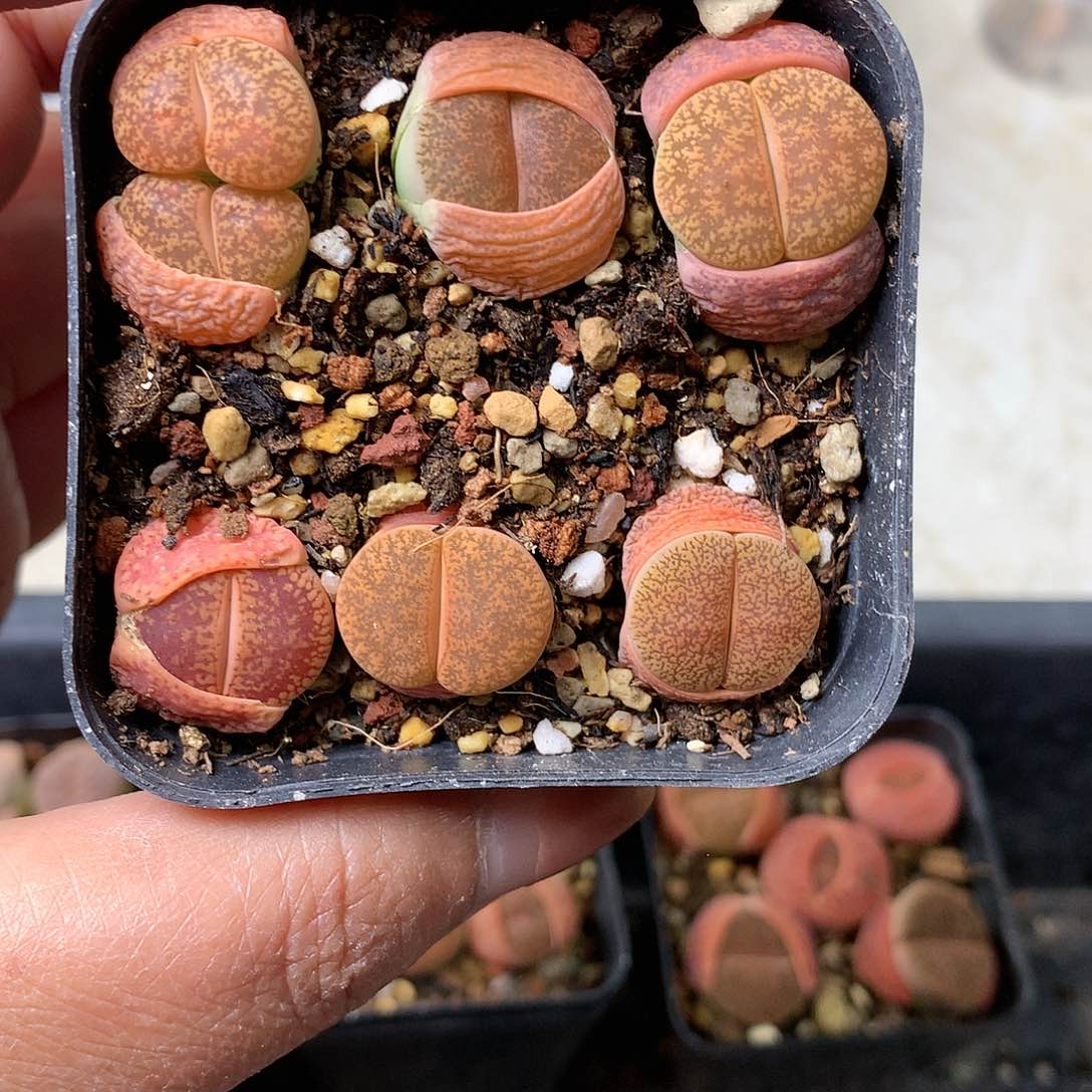 J460多肉植物保护研究所