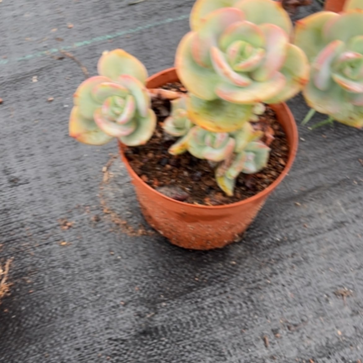 【闪购商品】石**艾白凤