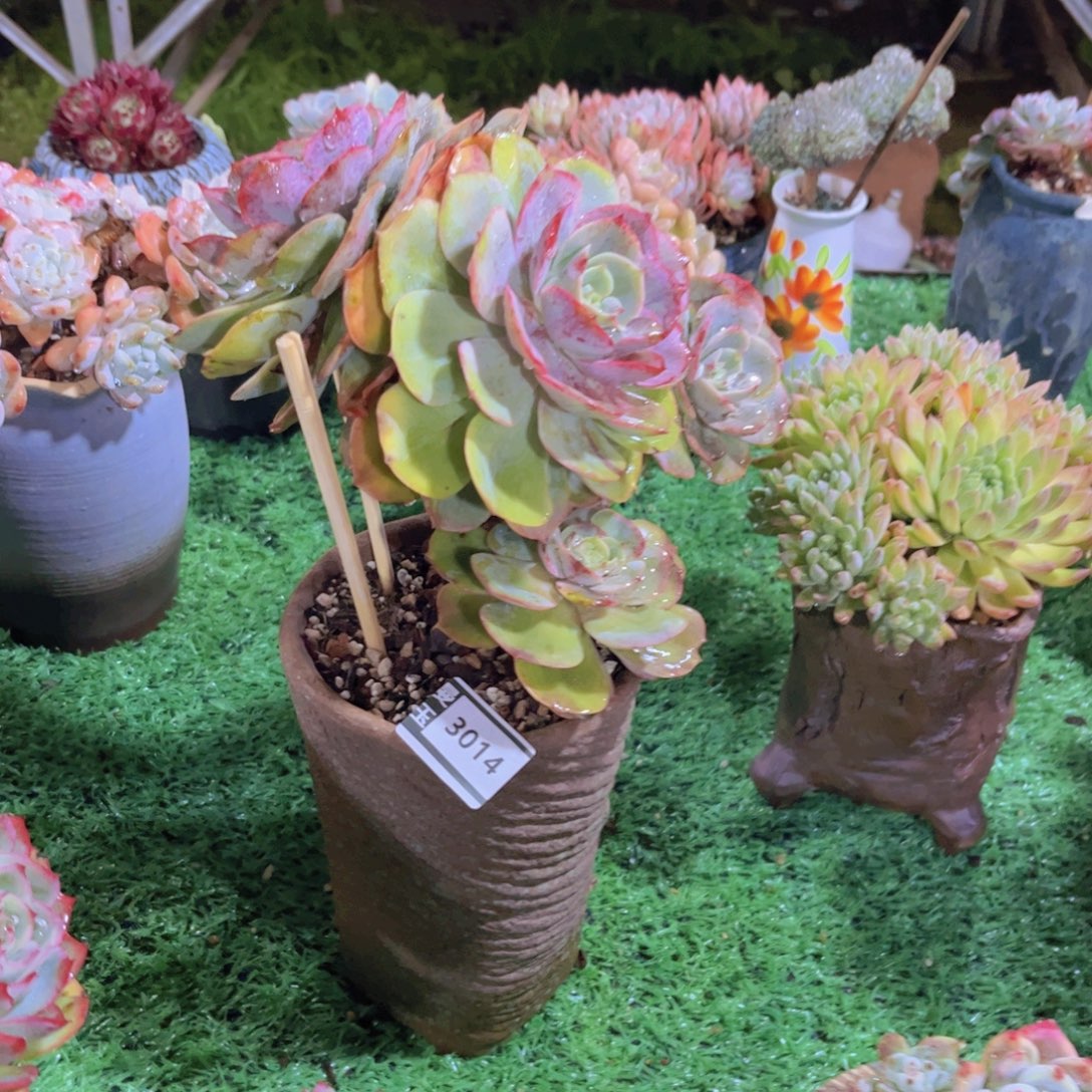 白雪公主多肉植物3014