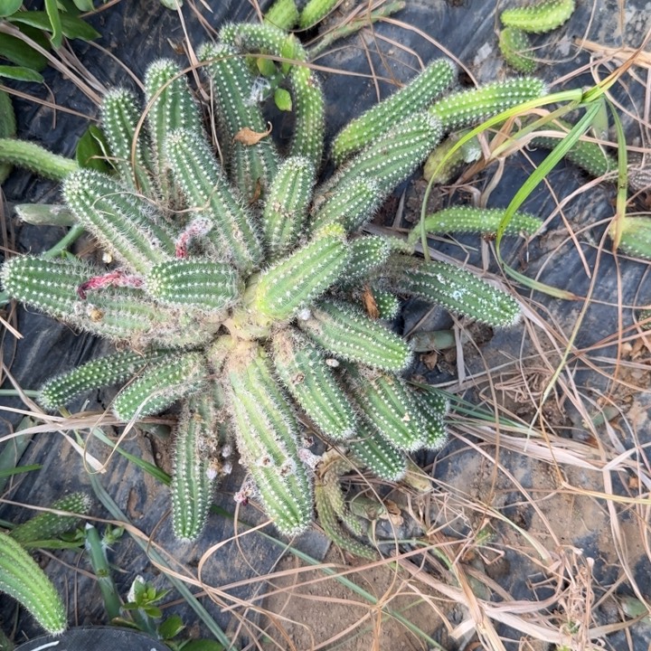 幸***我白檀仙人掌群生一群281