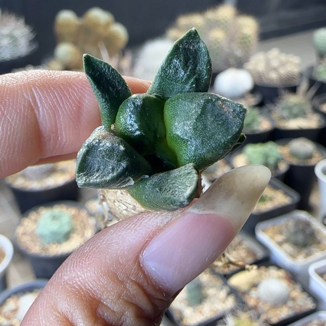 088实生连山草球多肉