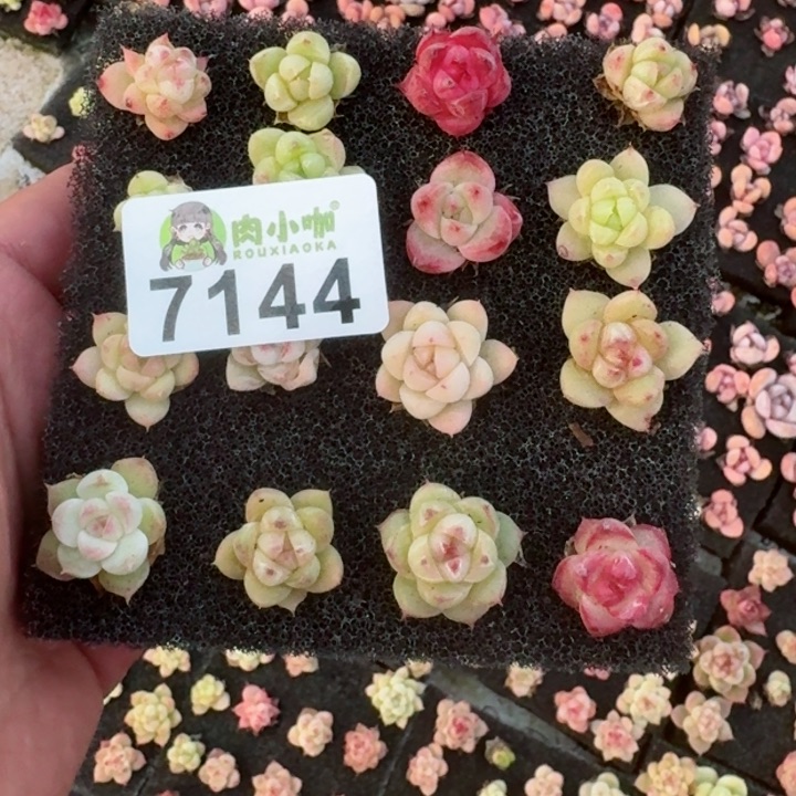 多肉植物多肉植物