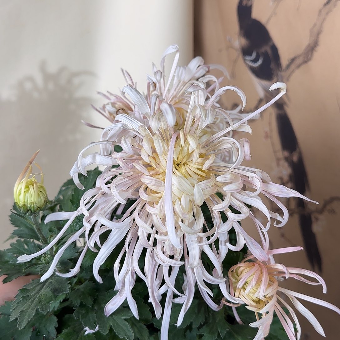 全部花朵C66666666