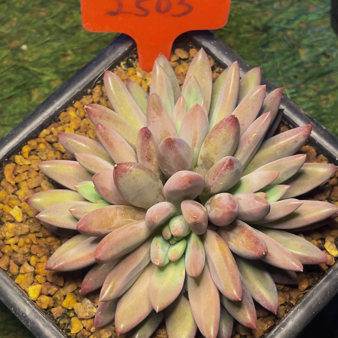 2503号晚上多肉植物群生多肉植物