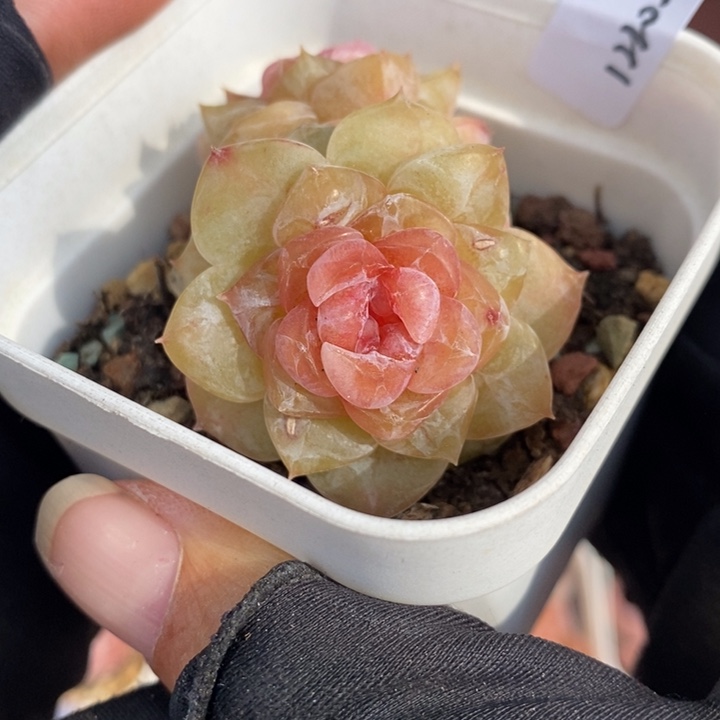 1220-598，糖心多肉双头