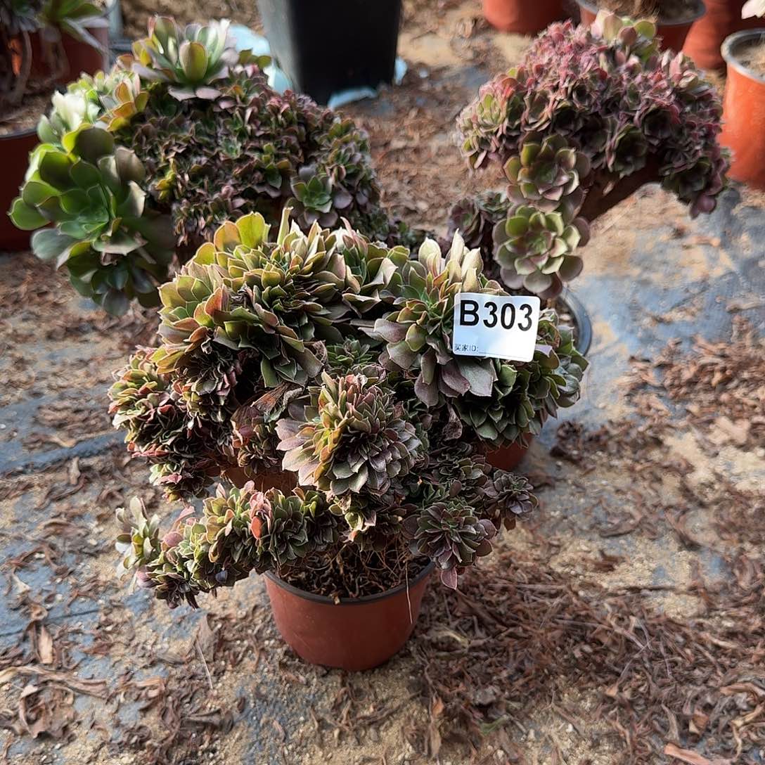 303火玫瑰朵朵共3颗