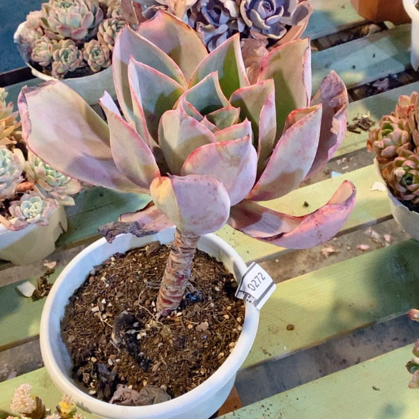 【闪购商品】多肉肯尼迪0272