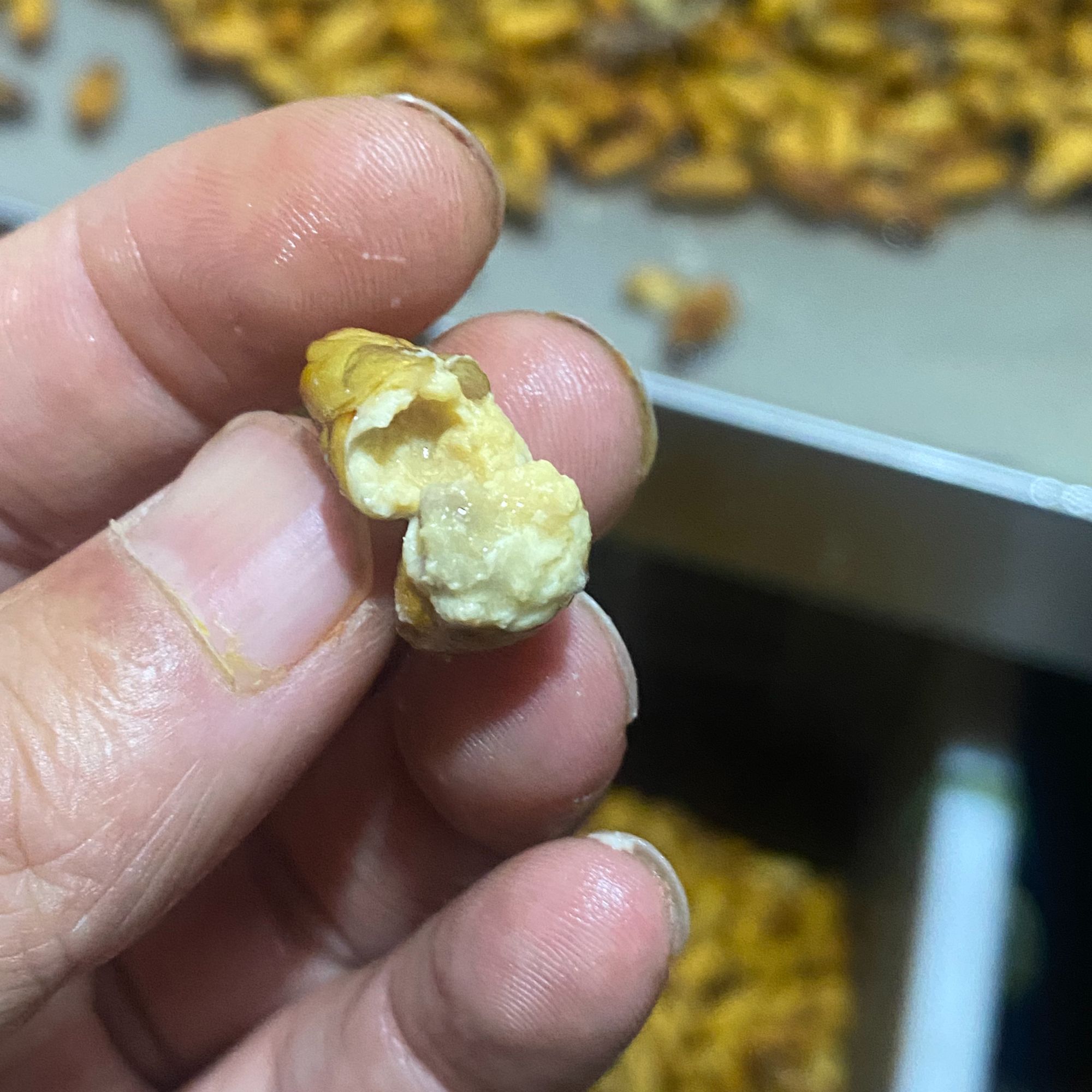 新鲜蚕蛹缫丝厂直发4斤装（百分之八十带黄）